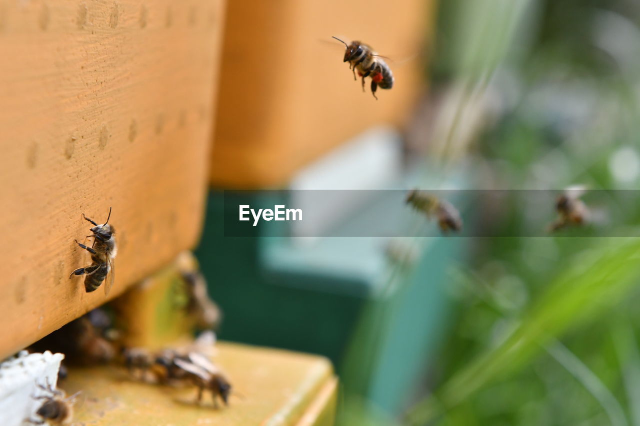 CLOSE-UP OF BEE FLYING IN A FLOWER