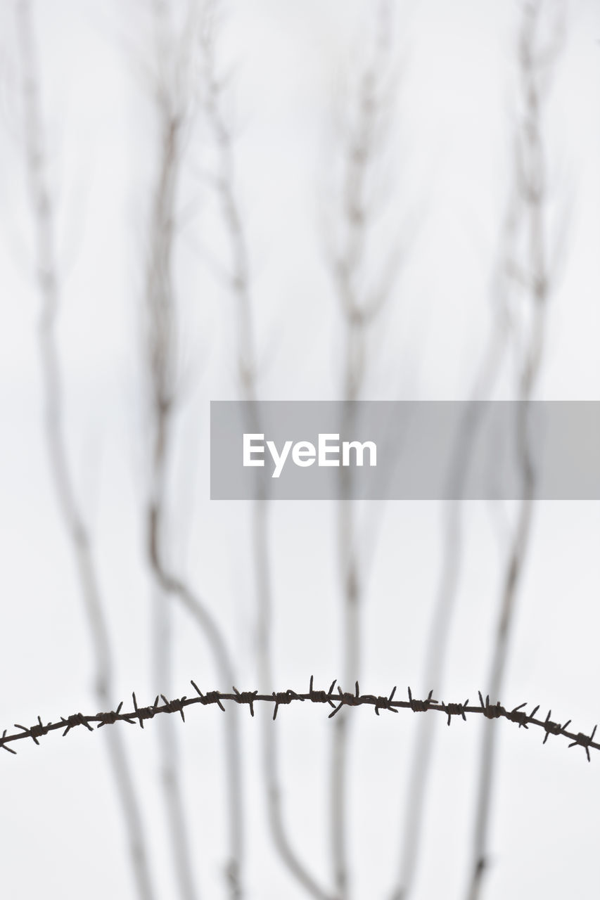 Barbed wire against a background of bare plants in winter