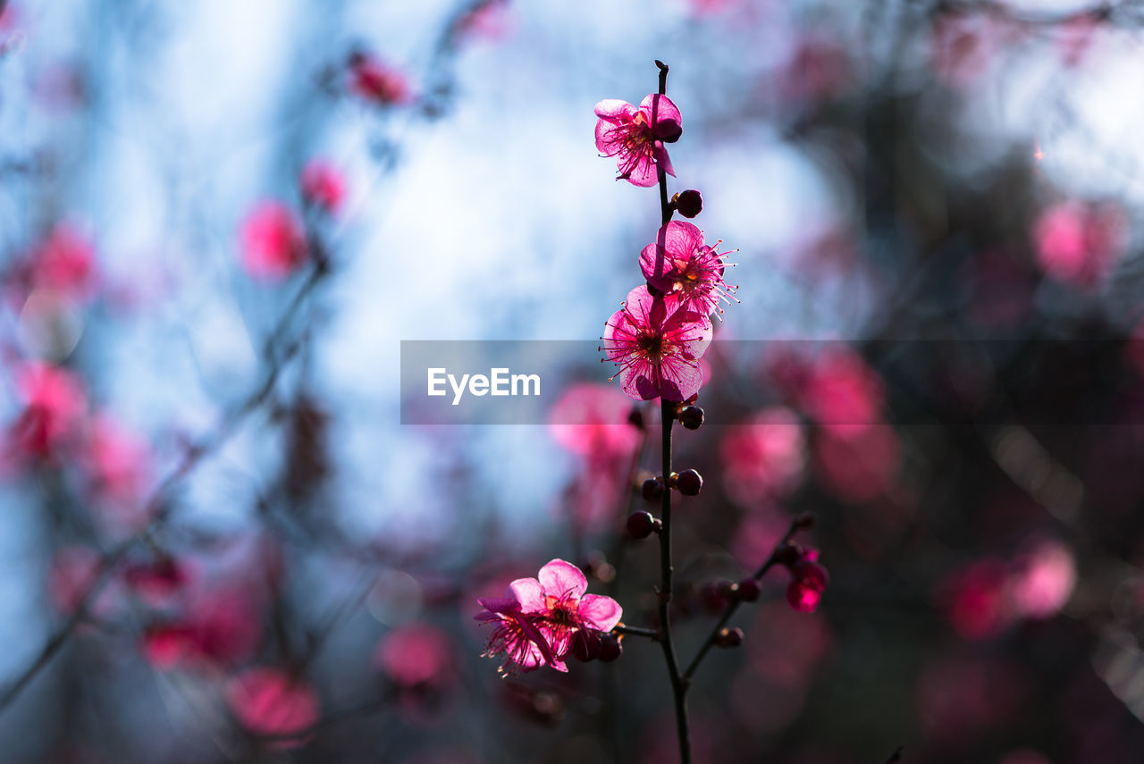 Close-up of pink cherry blossom