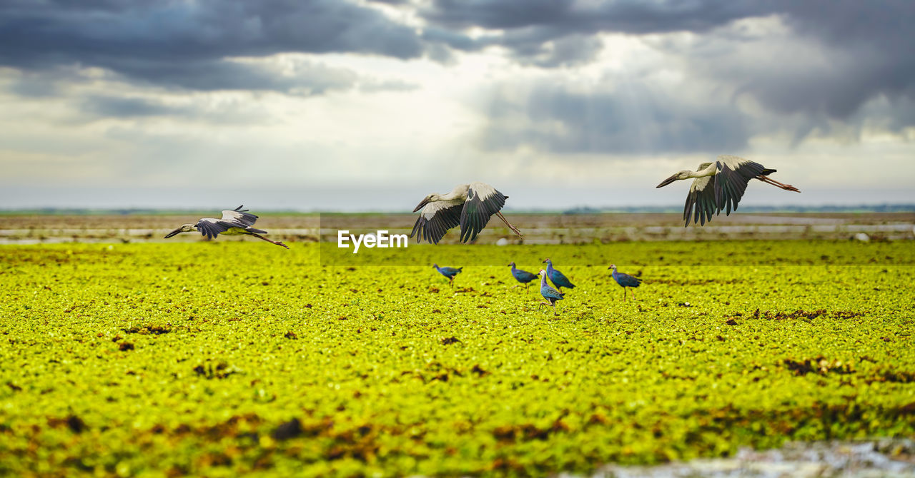 Flying asian openbill stork birds with flock of purple gallinule birds at wetland field at thale noi