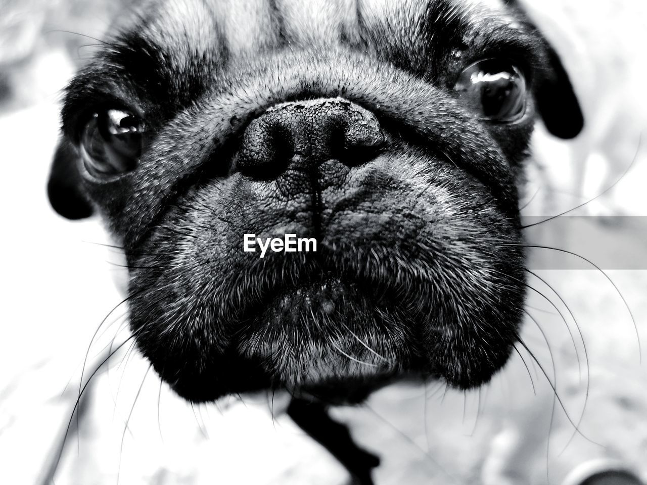 Close-up portrait of a dog