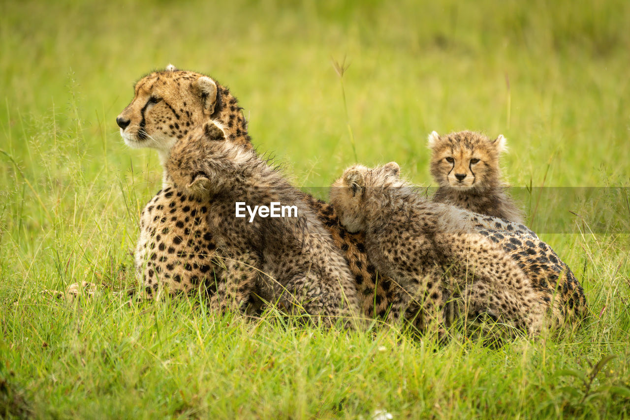 Cheetah lying on grass by three cubs