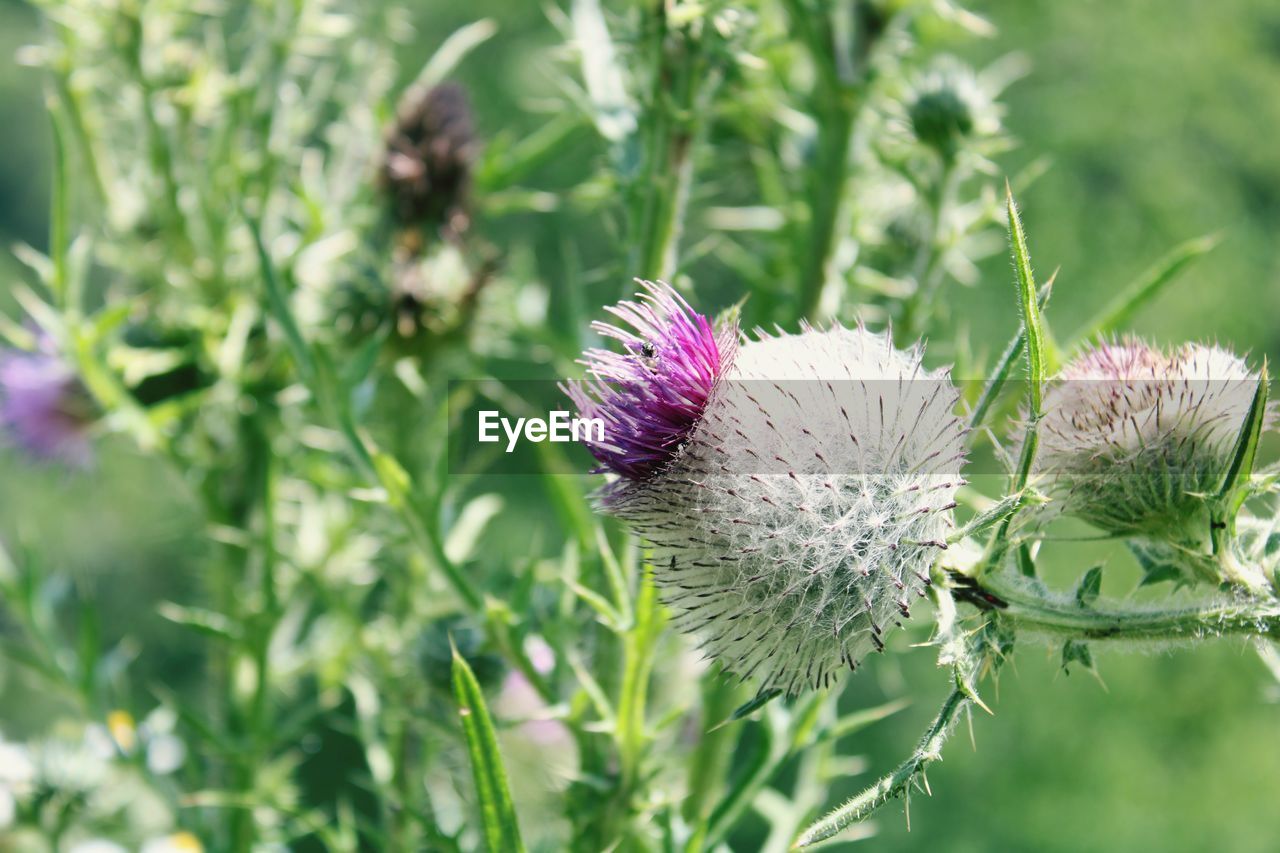 CLOSE-UP OF THISTLE ON PURPLE FLOWER