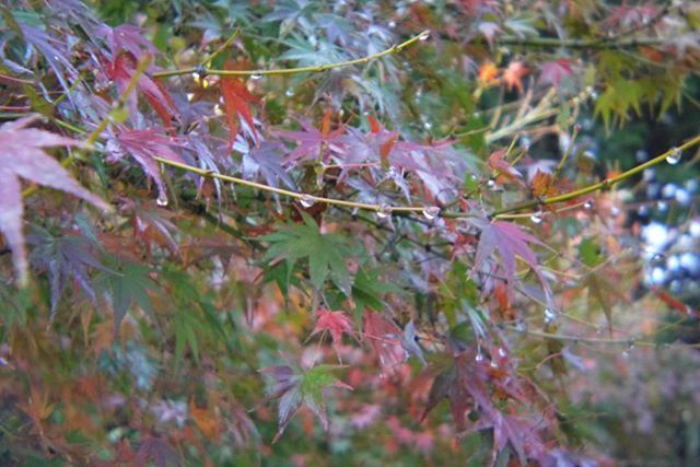 CLOSE-UP OF FLOWERS ON TREE