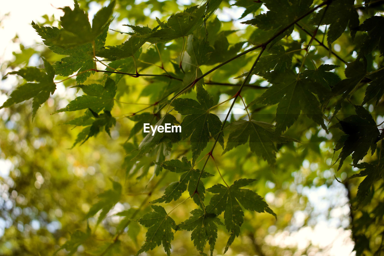 LOW ANGLE VIEW OF FLOWERS ON TREE