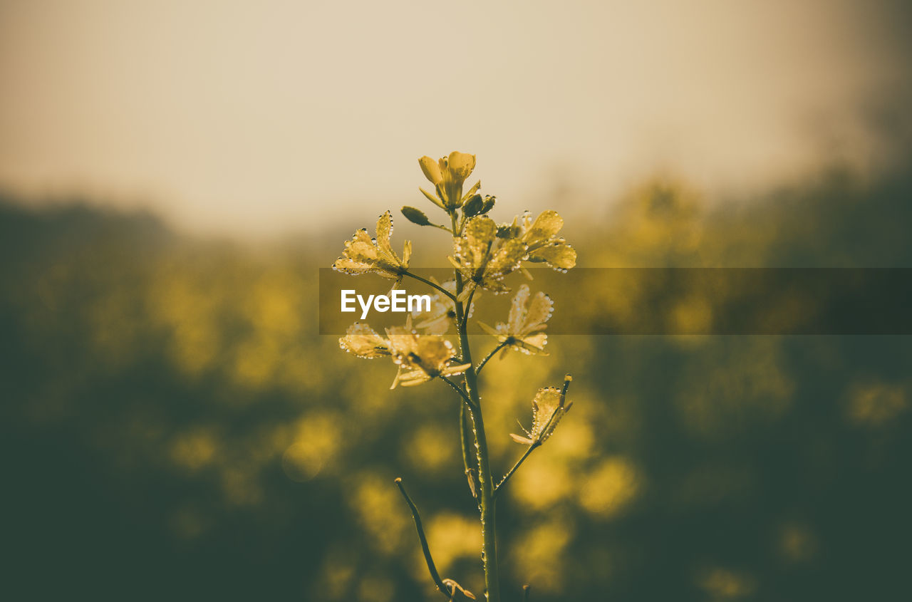 Close-up of fresh yellow flowers blooming outdoors