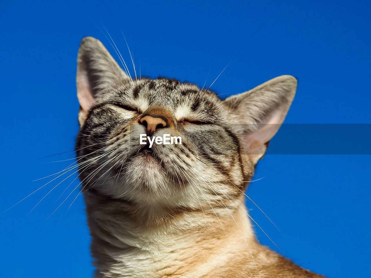 Close-up of cat against clear blue sky