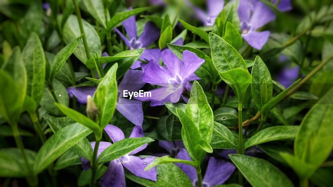 plant, plant part, leaf, flower, freshness, flowering plant, beauty in nature, purple, green, nature, growth, close-up, vegetable, food and drink, food, no people, leaf vegetable, petal, outdoors, fragility, botany, healthy eating, garden