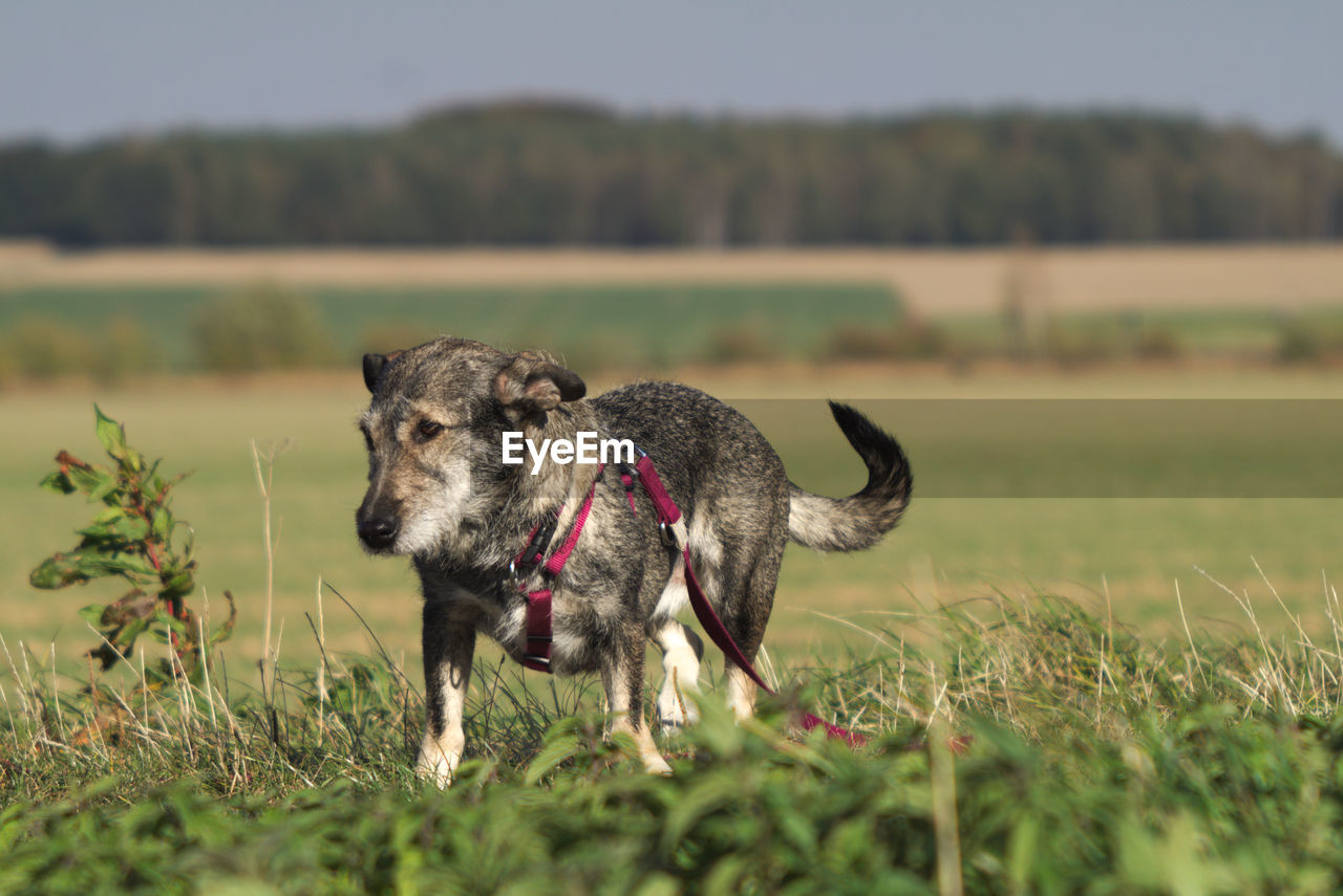 DOG IN THE FOREST