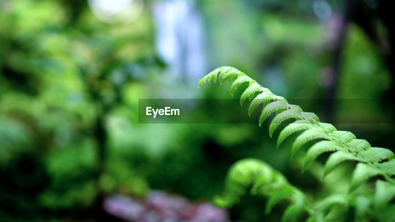 Fern forest tropical jungle close-up green lush waterfall green background