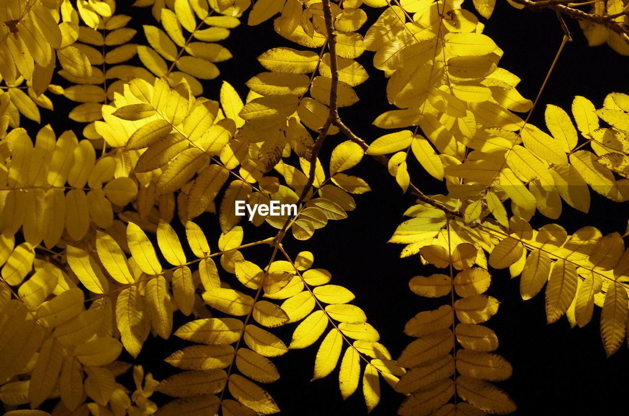 Close-up of yellow flowering plant leaves during night