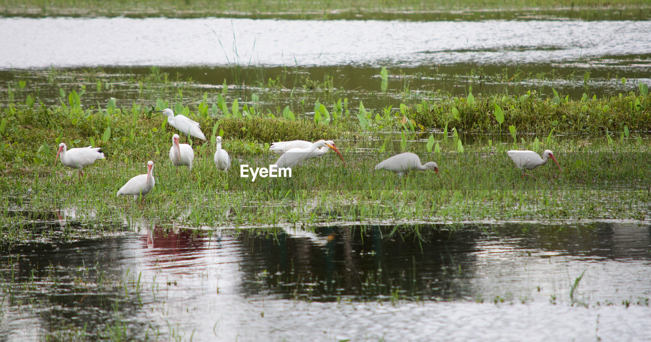 FLOCK OF BIRDS ON GRASS BY LAKE