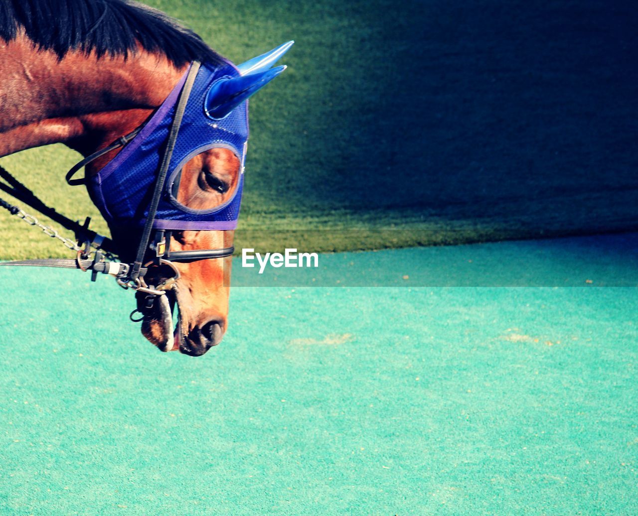 High angle view of horse in swimming pool