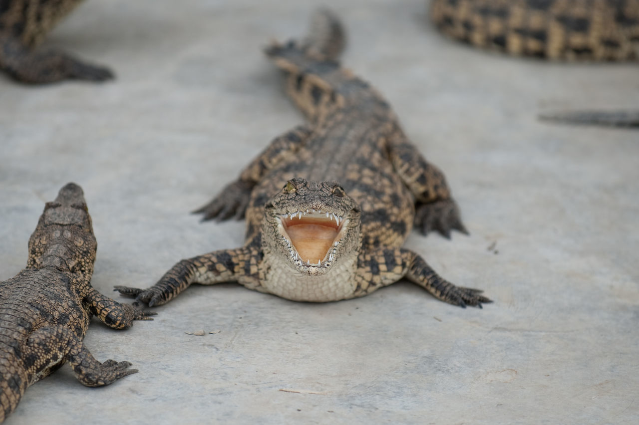 Baby alligator with open mouth
