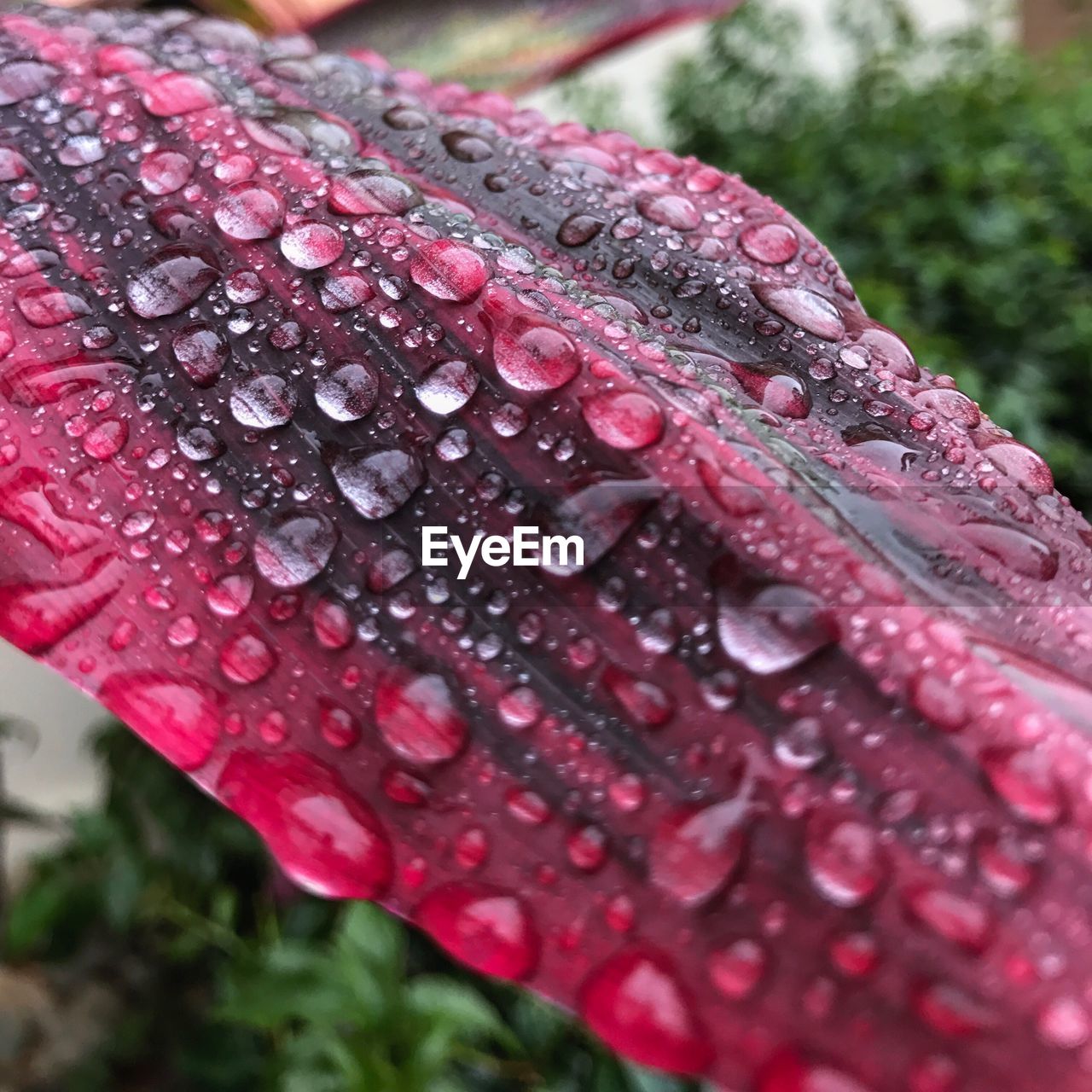 Close-up of water drops on red flower