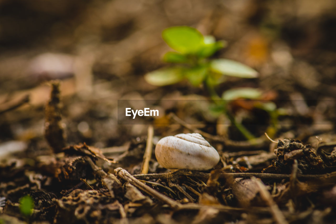 Close-up of snail