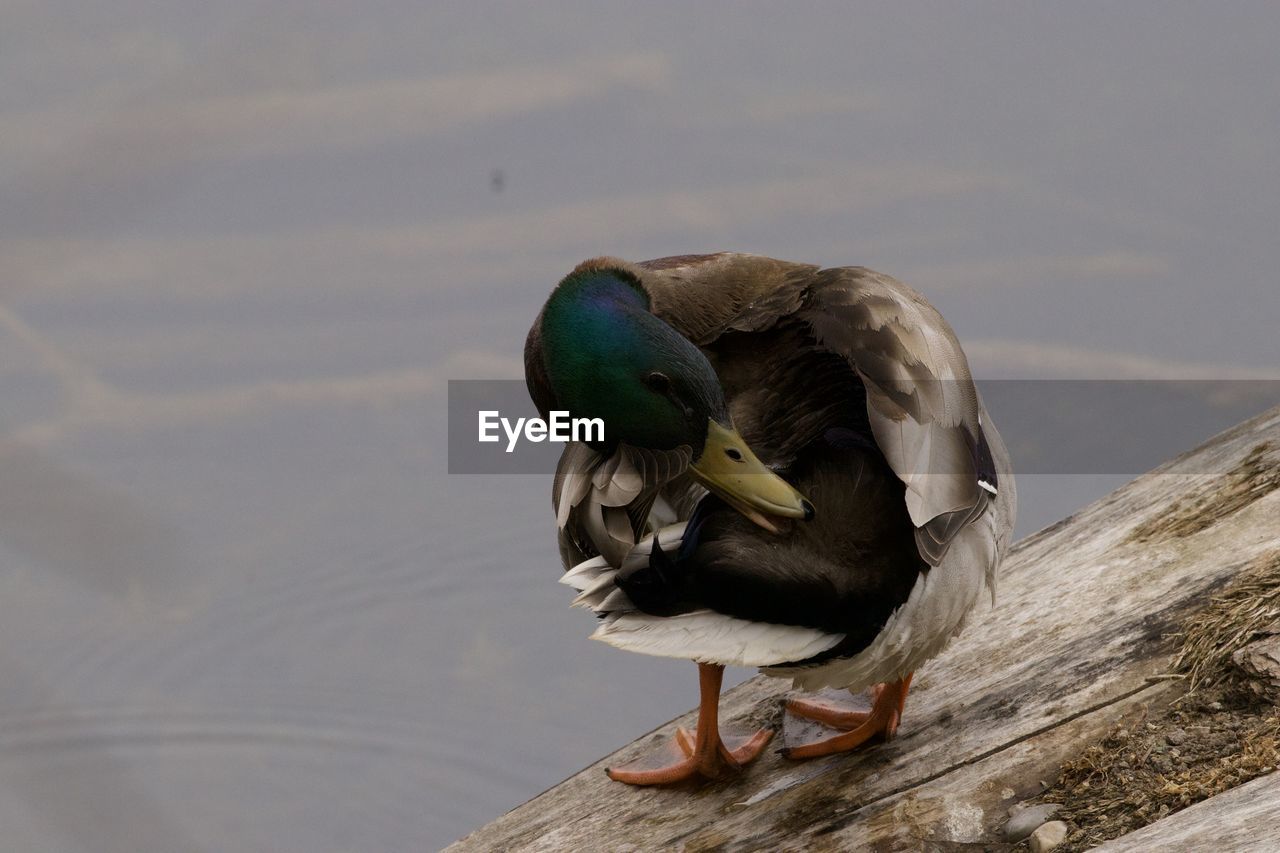 animal themes, animal, bird, animal wildlife, wildlife, one animal, duck, water bird, nature, beak, close-up, ducks, geese and swans, wing, mallard, wood, no people, day, perching, water, outdoors, full length, feather, lake