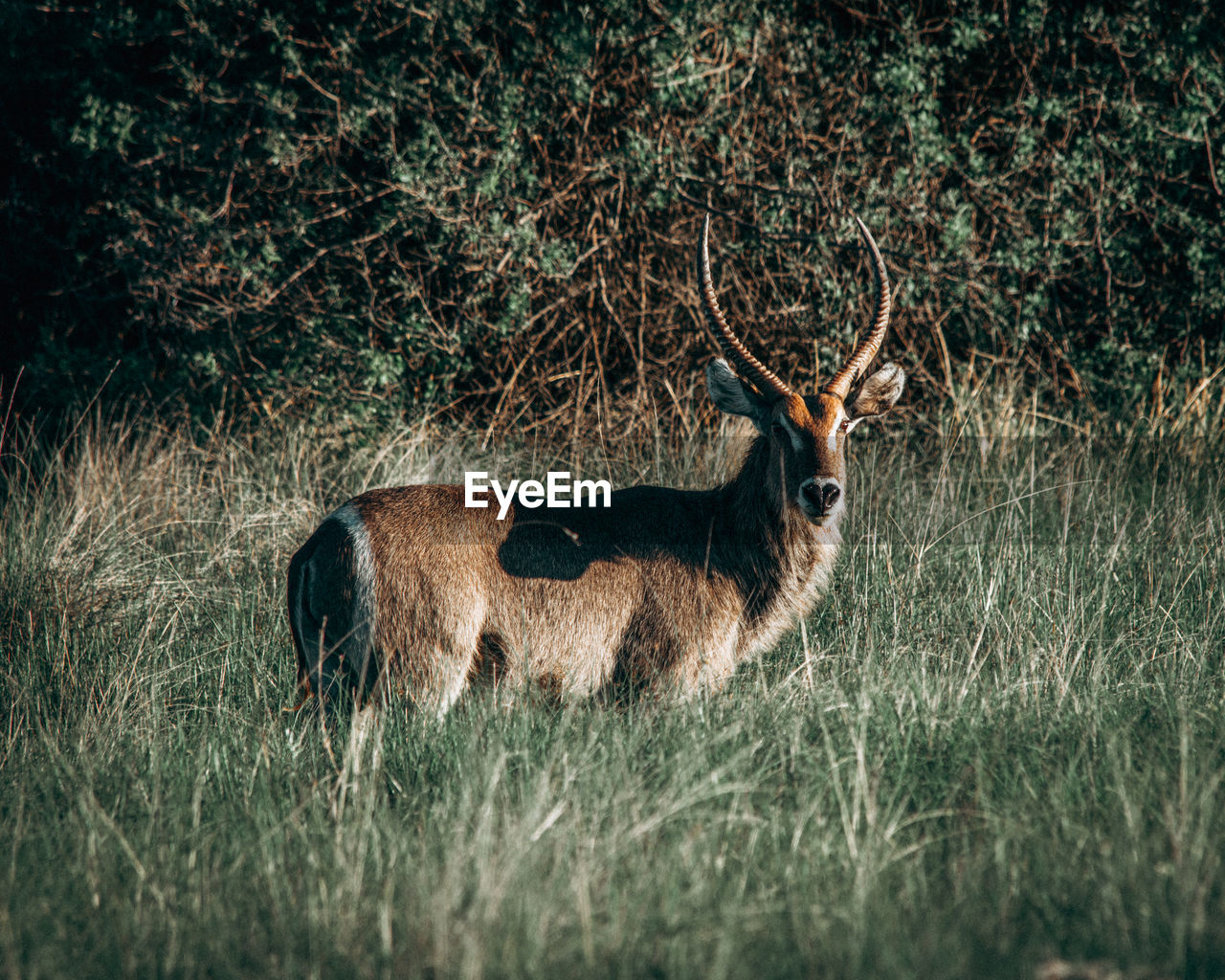 A male waterbuck stops grazing in a marsh and peers over at us