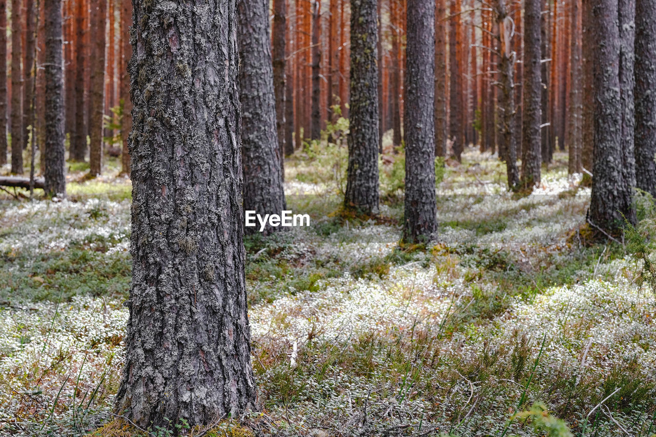 Pine trees in forest during winter