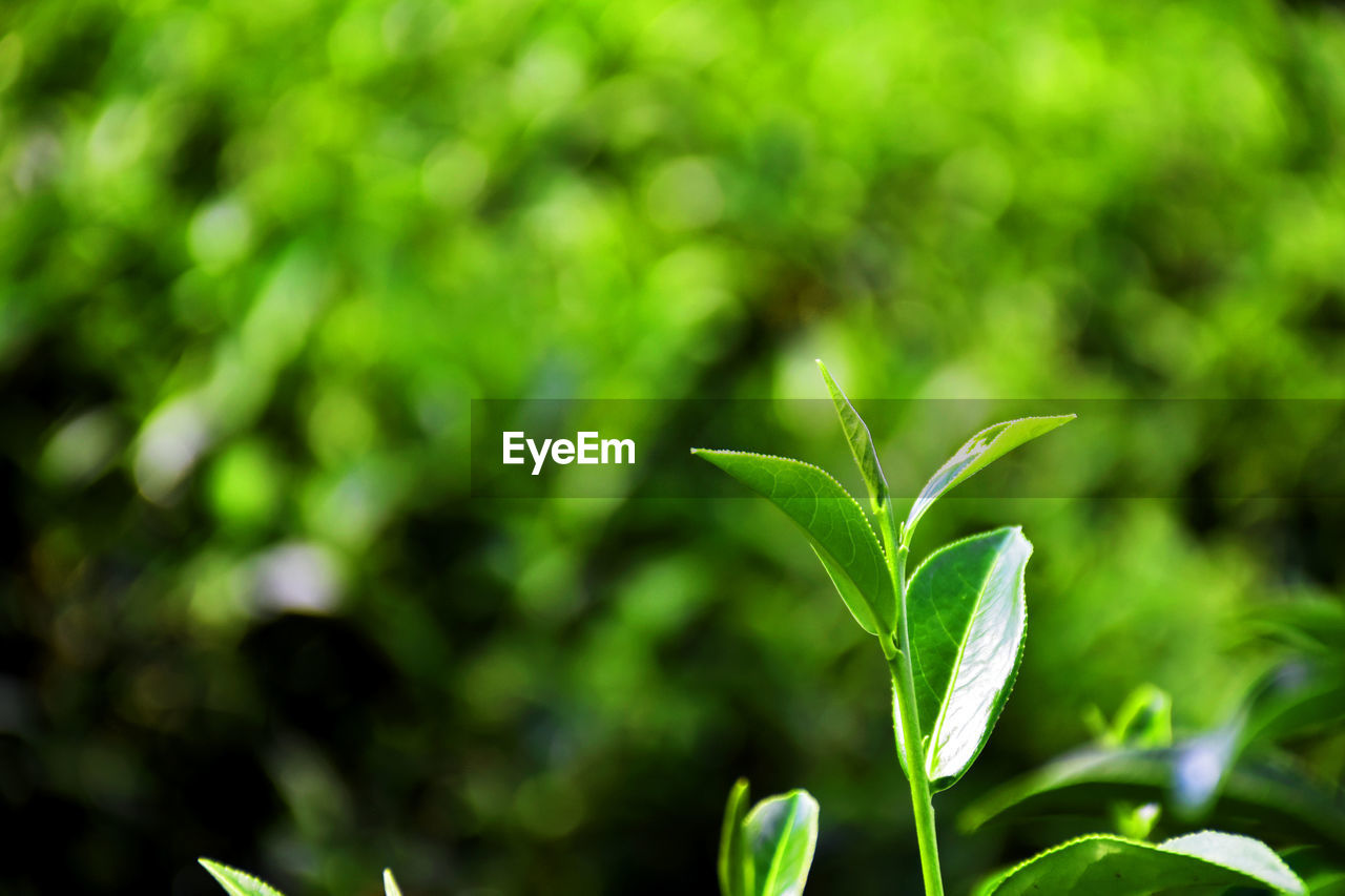 Close-up of plant growing on field