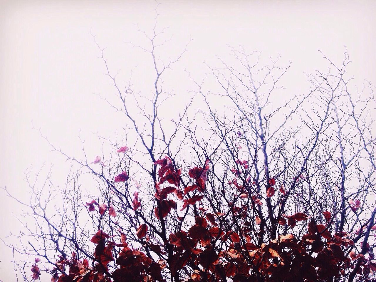 LOW ANGLE VIEW OF BARE TREES AGAINST SKY