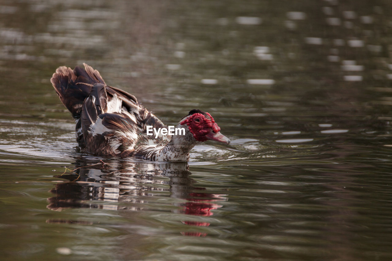 Large older male muscovy duck cairina moschata in a pond in naples, florida in summer.
