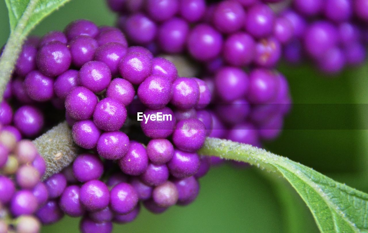 Close-up of purple flowering plant