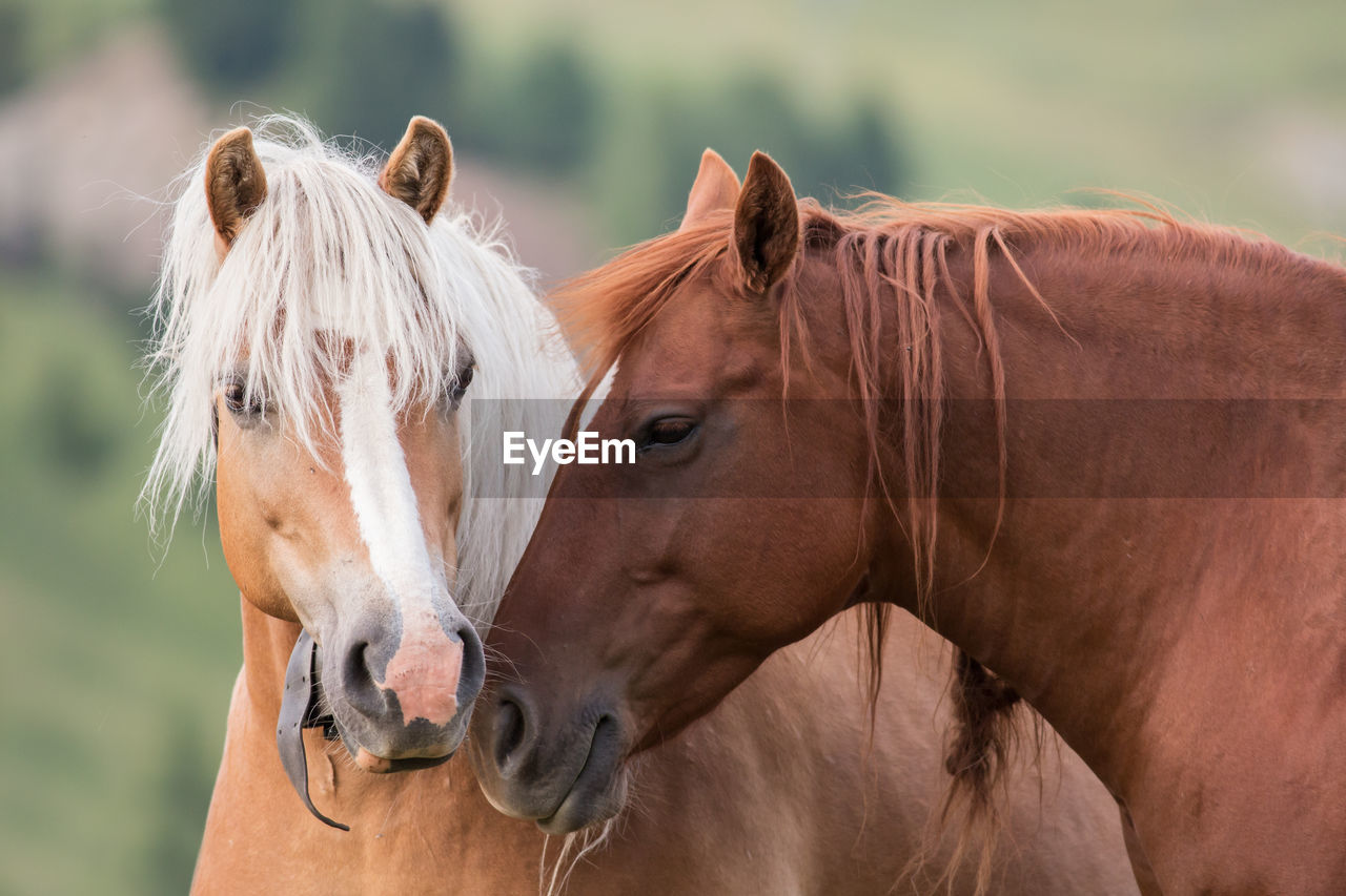 Horses couple portrait, south tyrol, italy