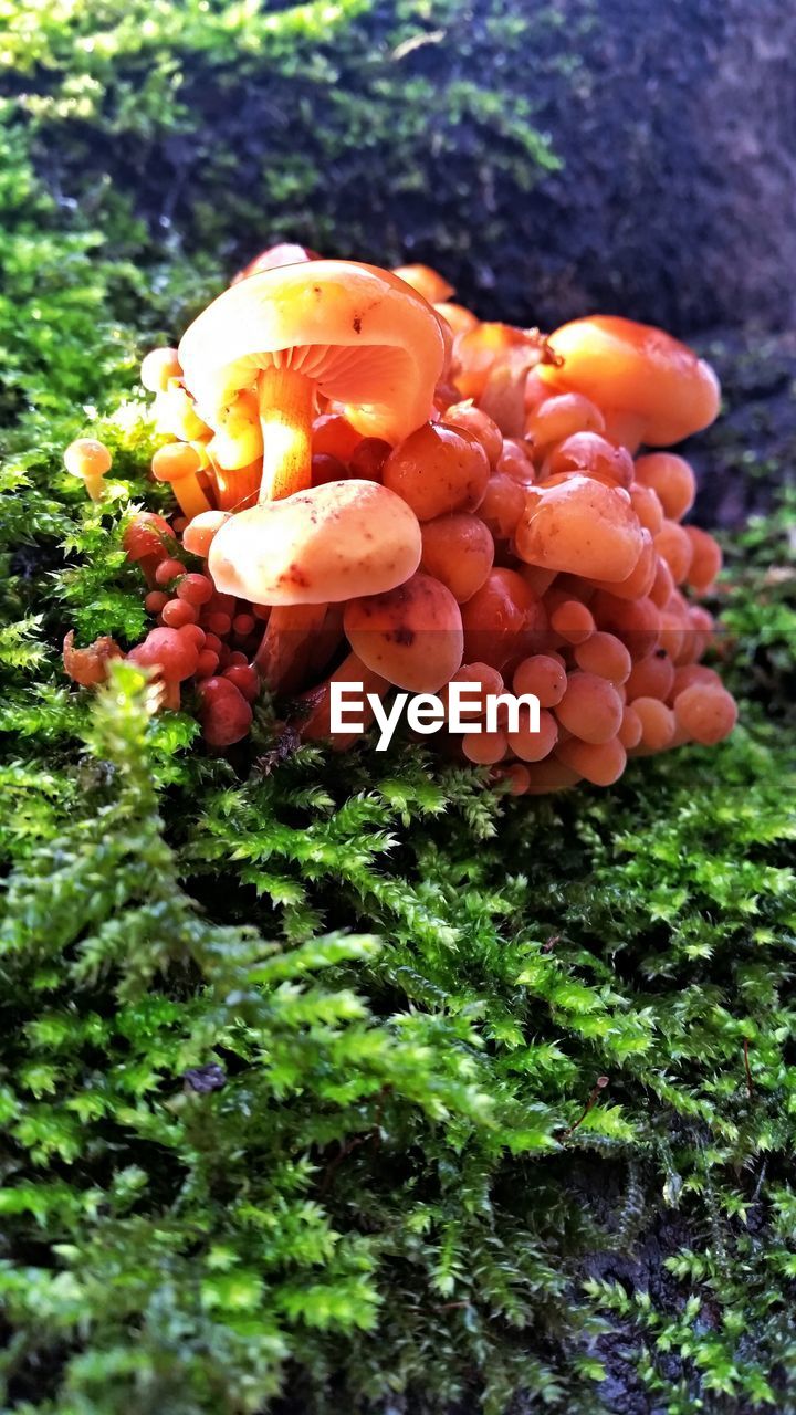 Close-up of mushrooms and moss growing on tree branch