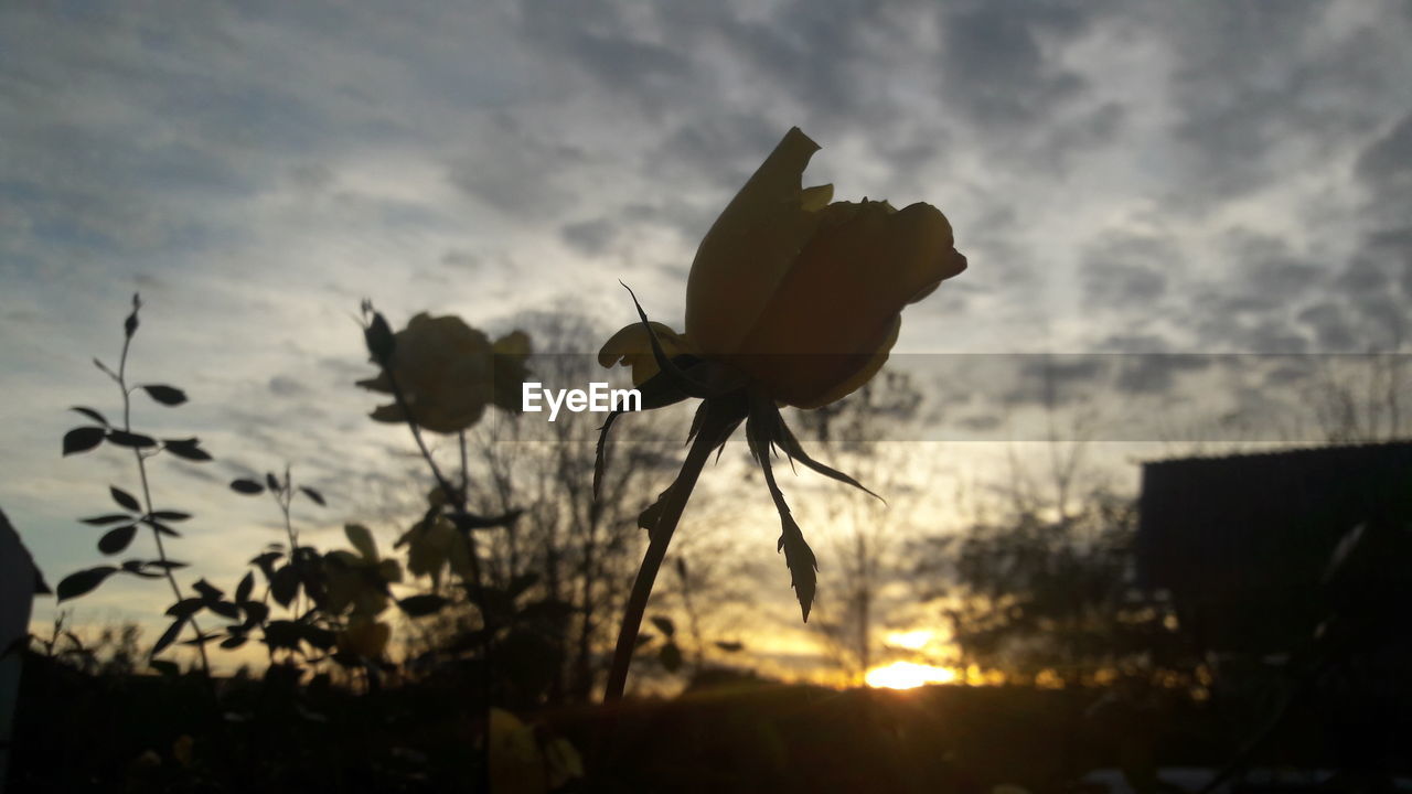 Close-up of silhouette flowers against sky at sunset