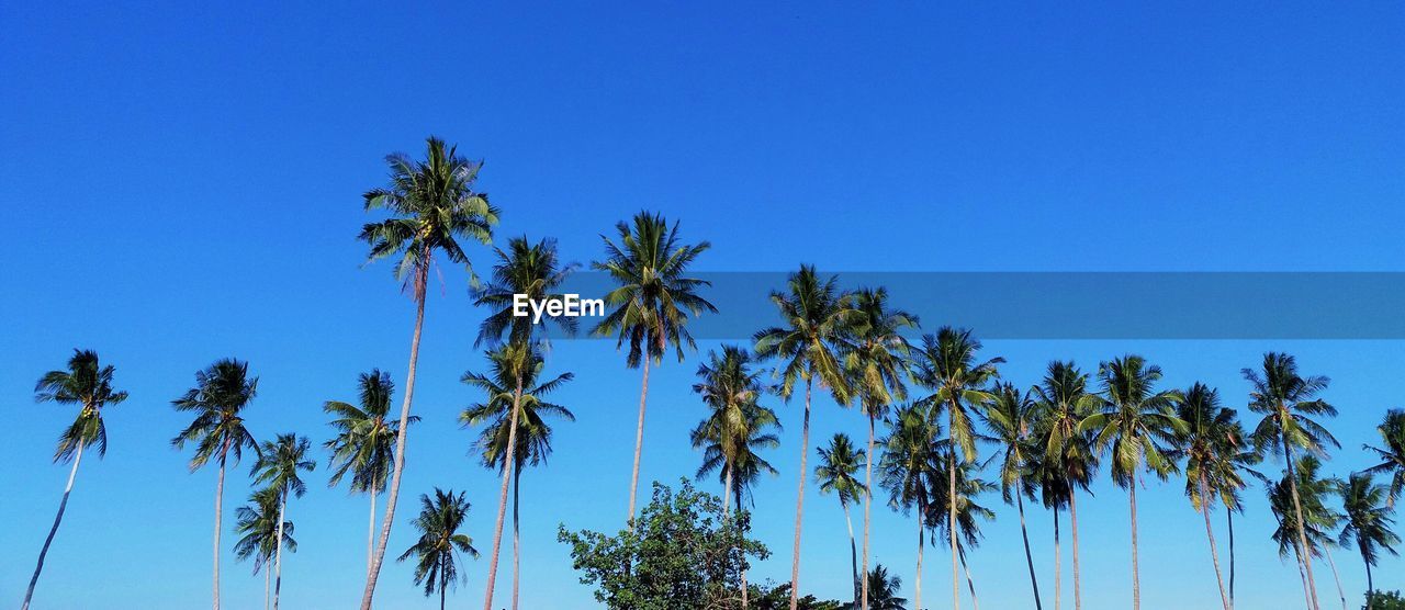 LOW ANGLE VIEW OF PALM TREES AGAINST BLUE SKY