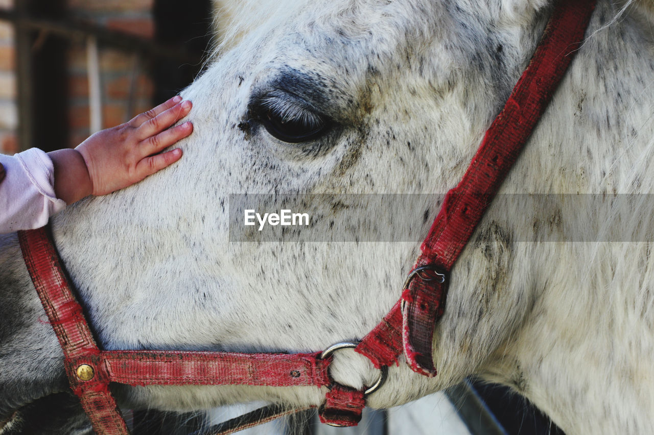 Cropped hands stroking horse head