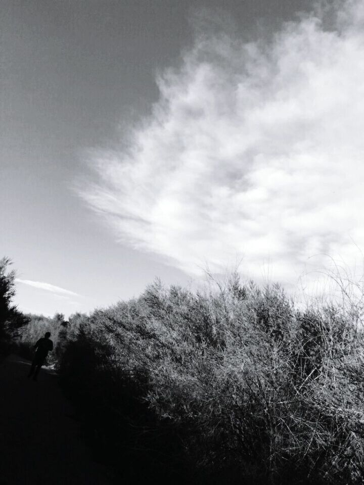 LOW ANGLE VIEW OF TREES AGAINST SKY