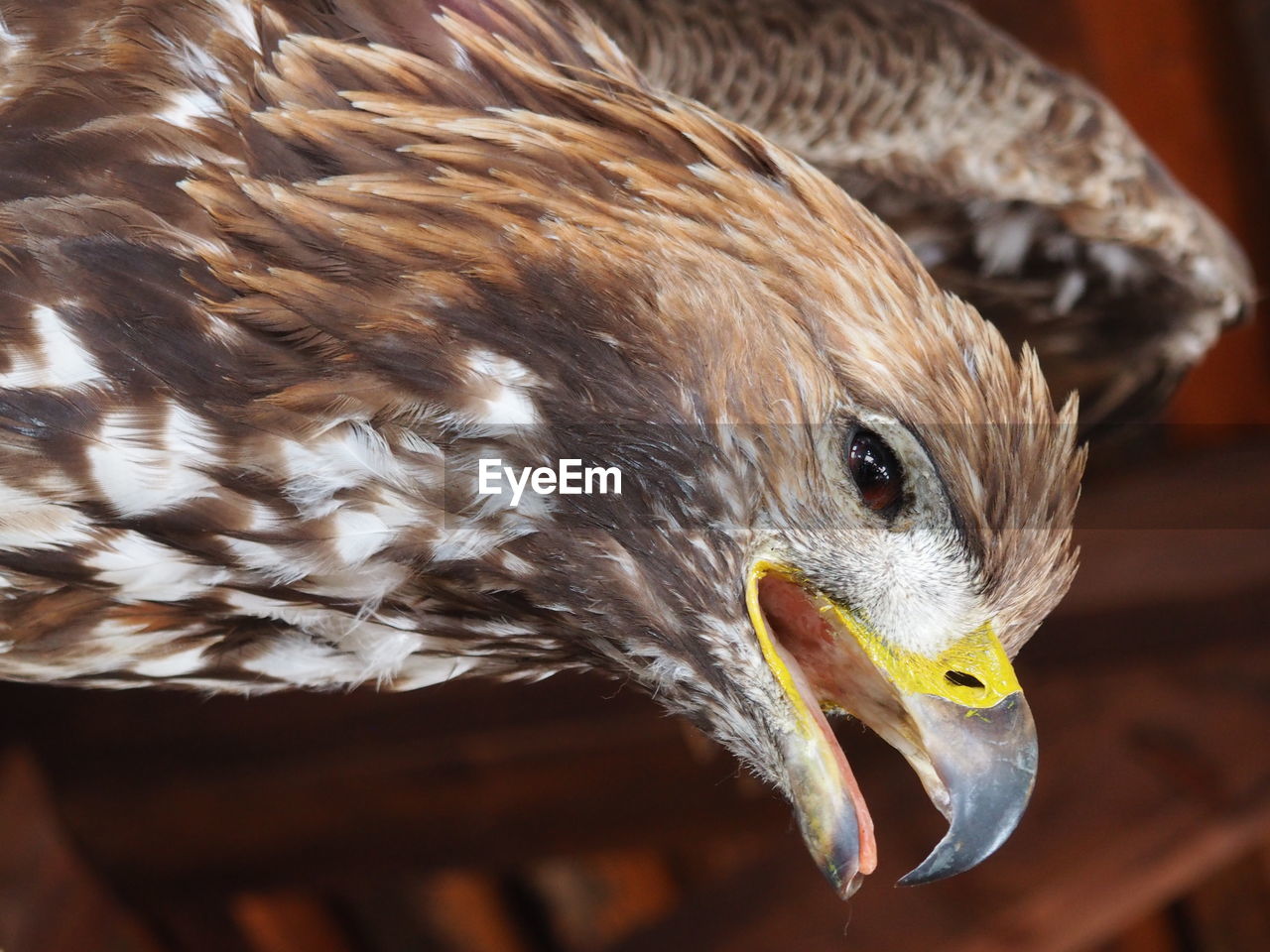 Close-up of dead eagle