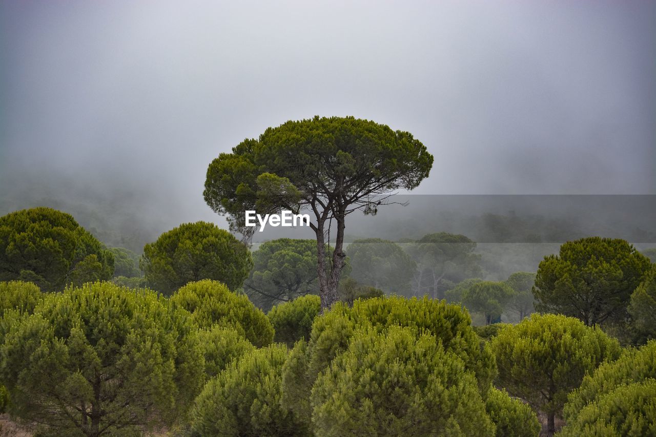 Trees in forest against sky