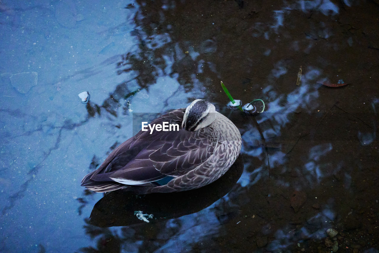 HIGH ANGLE VIEW OF BIRD SWIMMING IN LAKE