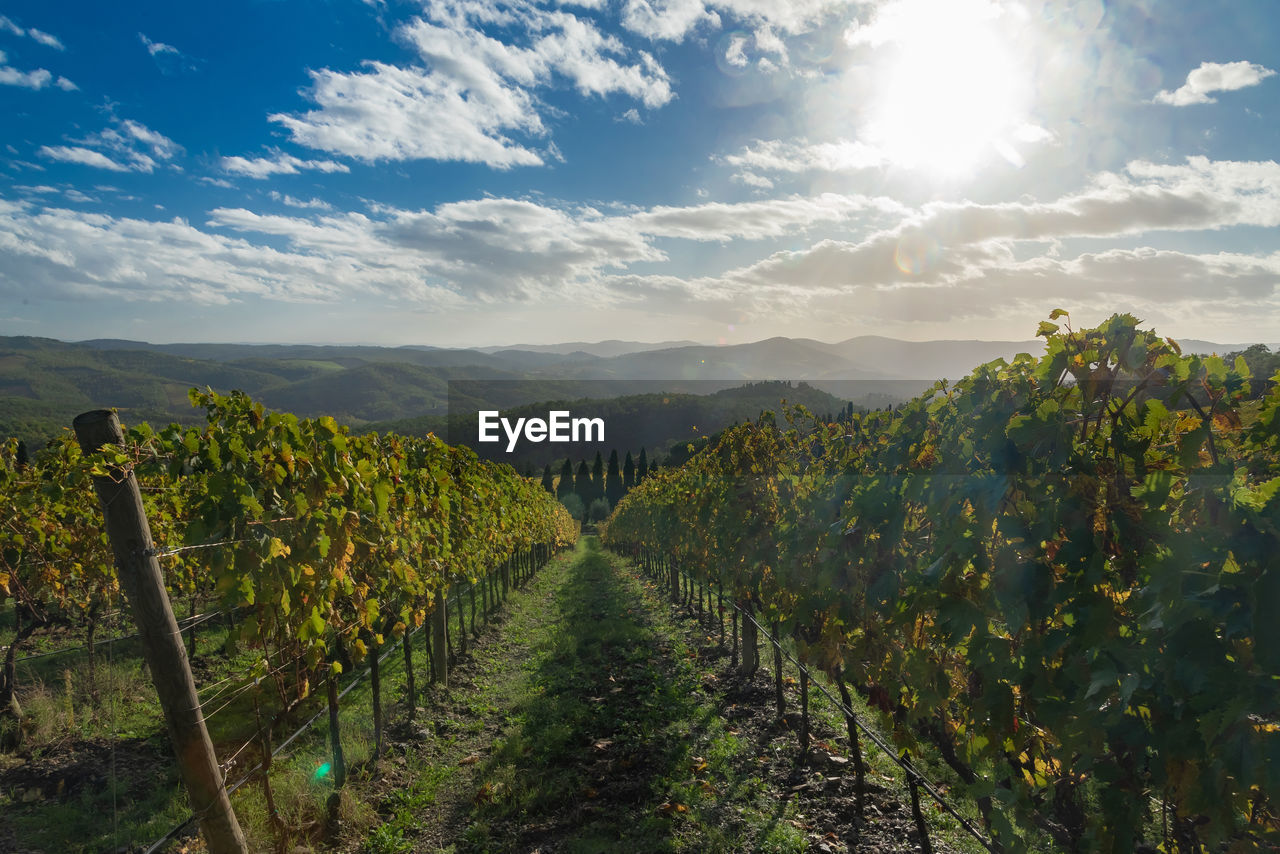 Scenic view of vineyard against sky