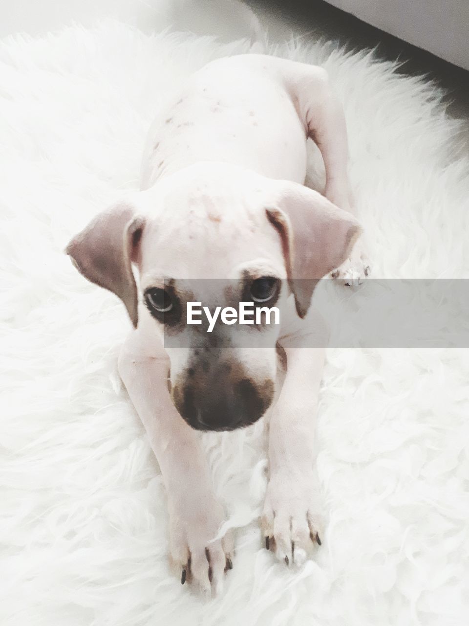 CLOSE-UP PORTRAIT OF DOG ON BED