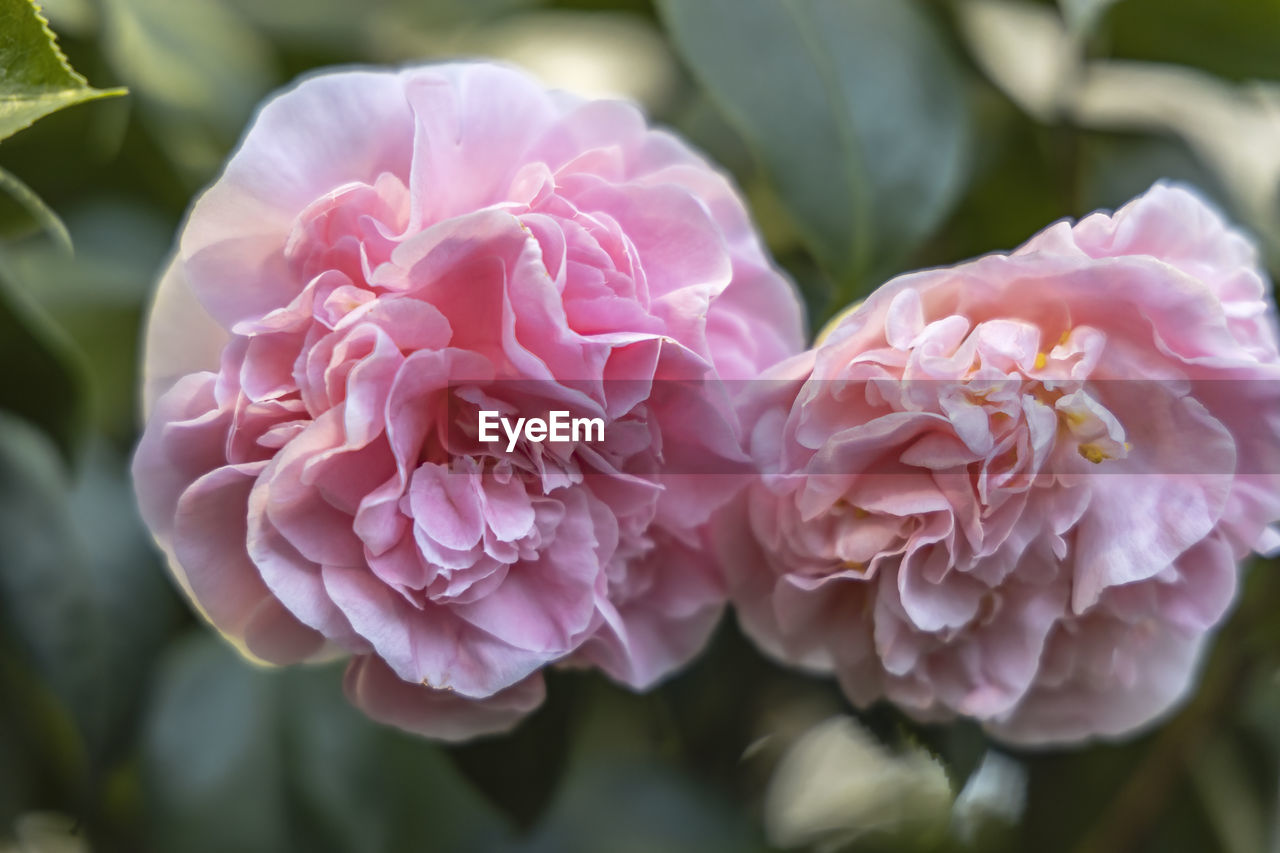 Close-up of pink flowers growing in park