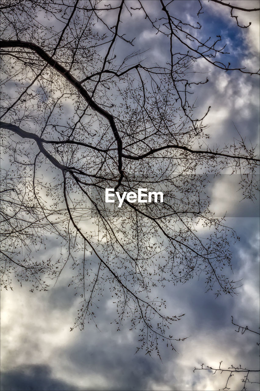 LOW ANGLE VIEW OF BRANCHES AGAINST SKY