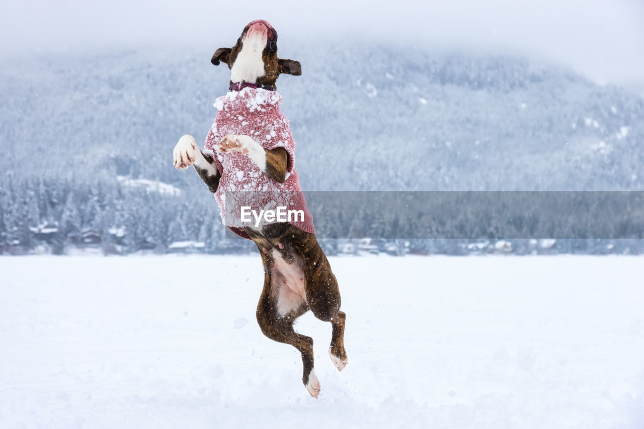 Full length of dog jumping in snow