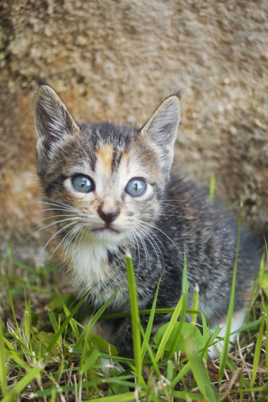 Close-up portrait of cat