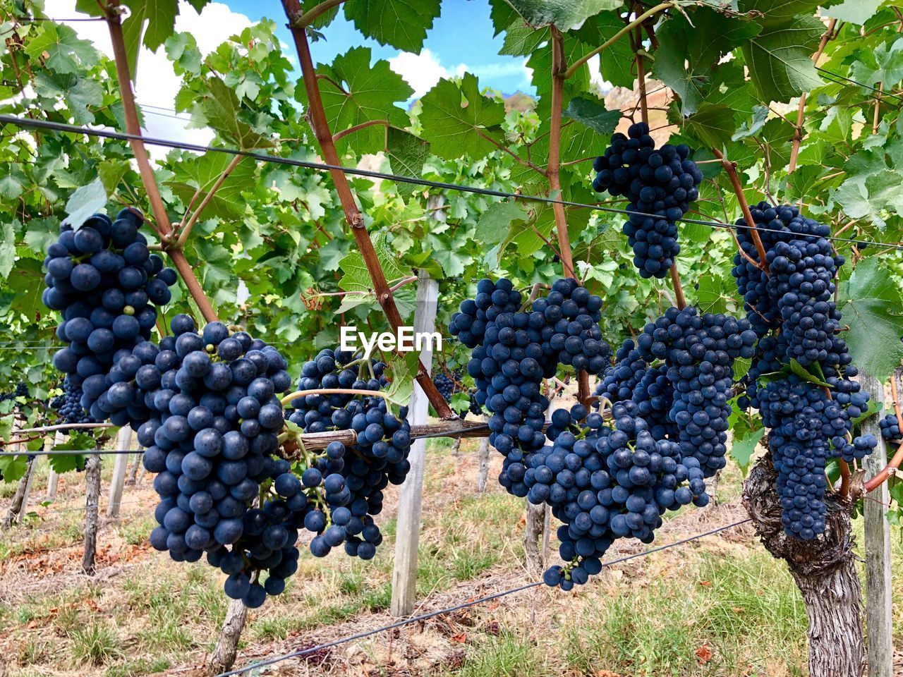 Grapes in vineyard