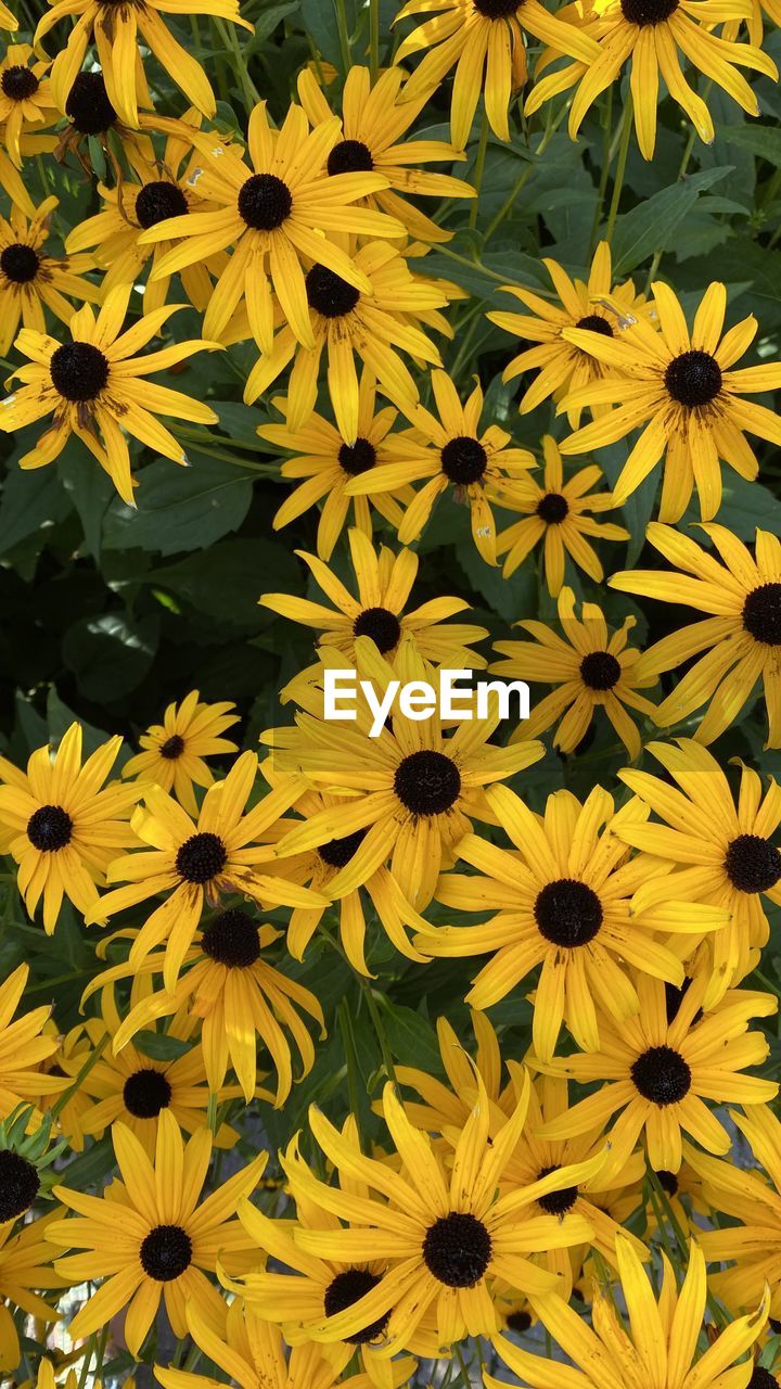 Full frame shot of yellow flowers