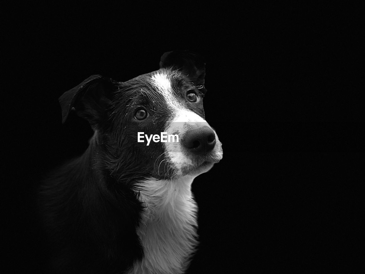 Close-up of dog against black background