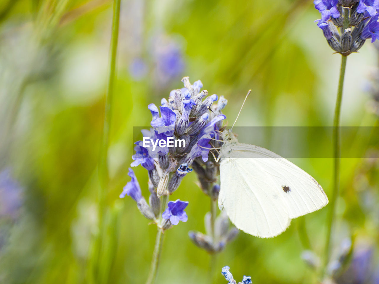 Close-up of butterfly pollinating on flower