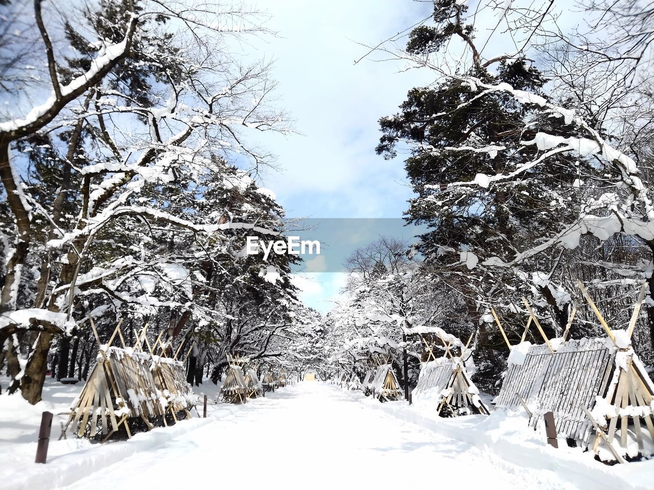 SNOW COVERED BARE TREES AGAINST SKY