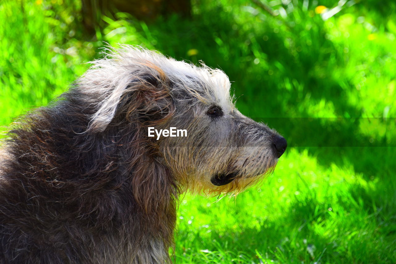 SIDE VIEW OF A DOG ON FIELD