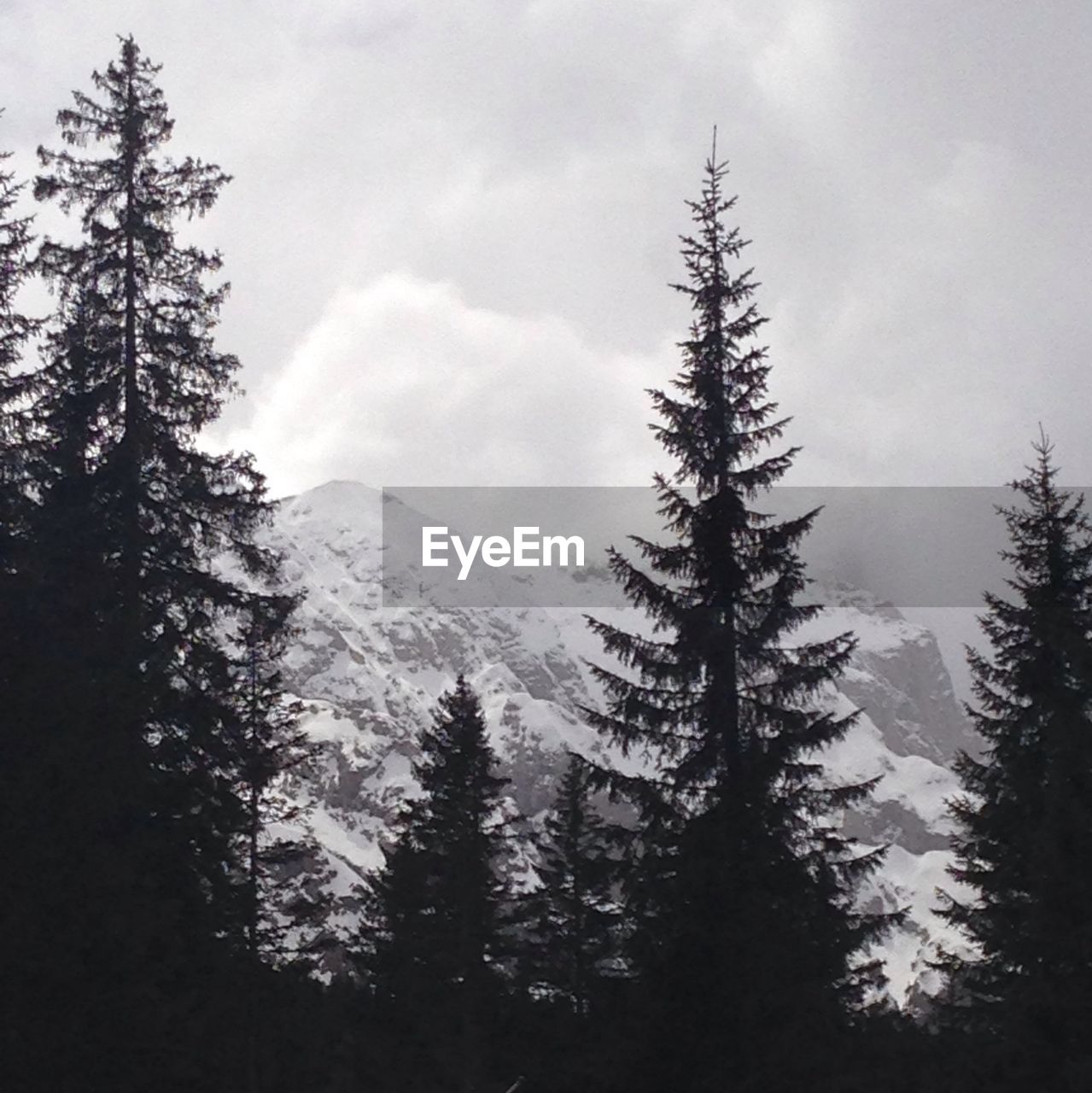 Silhouette pine trees by snow covered mountains against cloudy sky