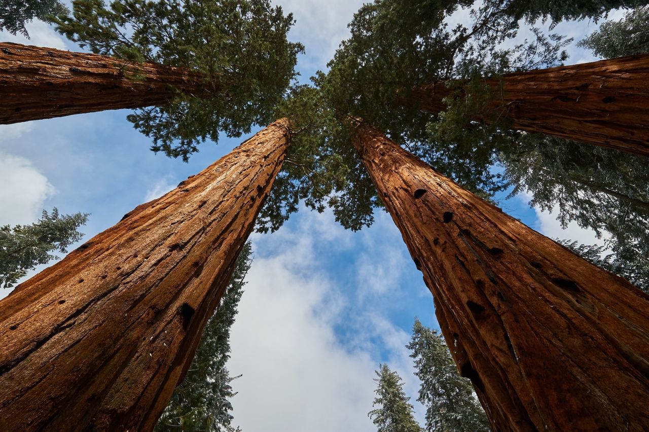 Low angle view of trees against sky